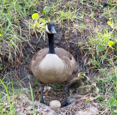 [A goose stands over an egg between her legs. The nest is in the middle of a hillside and the mother goose looks toward the camera. Two fuzzy goslings sit in the grass on her left side.]
